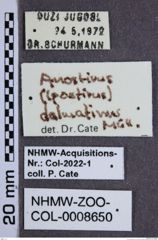 Etiketten zu Anostirus dalmatinus (NHMW-ZOO-COL-0008650)